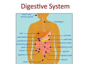 Digestive System