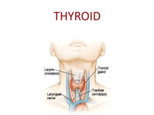 THYROID