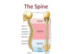 The Spine