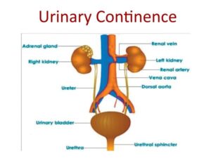 Urinary Continence